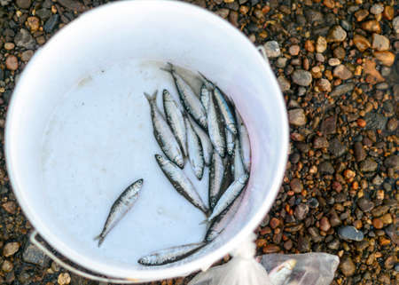 Small Yakut fish chugunok lies caught in the bucket of salt on the stone Bank of the river.の写真素材