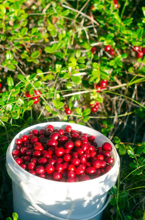 Juicy berries of wild cranberries with a slide lie in a bucket opposite the unassembled berries. Autumn gathering in the Northern taiga of Yakutia.の写真素材