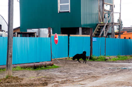 Black street dog goes in search of food at a closed fence with a sign "stop" in the Northern village by the road.の写真素材