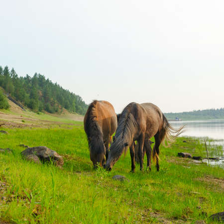 Two horses eat grass from one place on the Bank of the Northern river in Yakutia.の写真素材