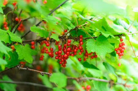 Many bunches of wild red currant berries grow on a branch under green leaves illuminated by sunlight.の写真素材