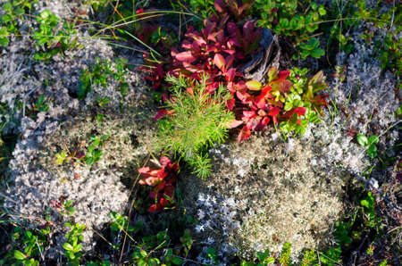 The rich colors of autumn covering the ground in the taiga of Yakutia with a young tree from an old tree stump between the bumps with a white moss and bushes of wild berries of a cowberry with green leavesの写真素材