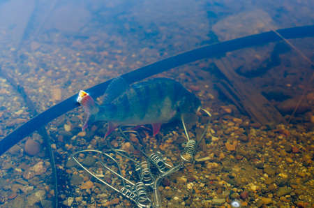Caught perch in the clear water among the floating pieces of iron at the bottom of the orange fin sticking out.の写真素材
