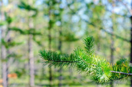 Green needles on a branch of the Yakut Northern spruce in the taiga in the afternoon.の写真素材