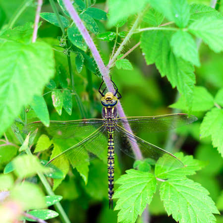 Dragonfly sits on a branch of currant with green leaves near.の写真素材