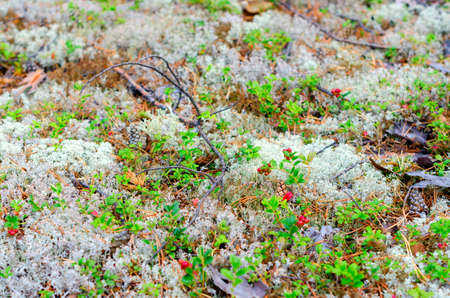 Natural background. Bright red berries cranberries on bushes with green leaves grow on white moss, moss in dry fir cones and branches on the ground in the taiga Northern forests of Yakutia.の写真素材