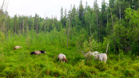 A small herd of Yakut horses in the high grass of the swamp near the taiga Northern spruce forest eat grass, waving their tails.の写真素材