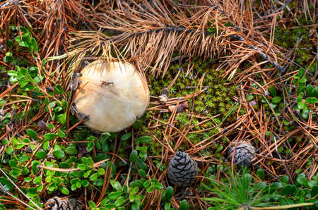 Photo hat mushroom growing in autumn among fir branches and needles on the floor of the forest in the tundra at the green leaves of cranberries.の写真素材