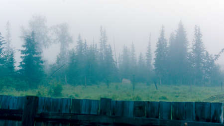 Dawn mist hides the trees behind fences in a field North of the Yakut village.の写真素材