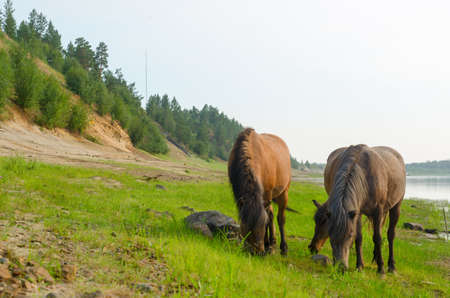 Three horses with taiga forest, eating from the same places the green grass the stone on the North river in Yakutia.の写真素材