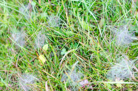 A lot of cobwebs with precipitation white frost in the morning on the green grass in the field.の写真素材