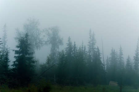 Misty white haze hides the overhanging trees of the Northern forest near the remains of the cabin.の写真素材