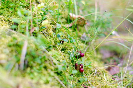Small berries of ripe maroon wild cranberries hang among the moss and green grass in the Northern taiga.の写真素材