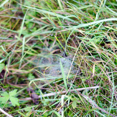 White frost fell on the web in the green grass in autumn.の写真素材