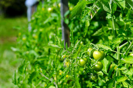 Green tomato fruits hang on stems in the sun in the open from the film greenhouses in the village in the North of Yakutia in the summer.の写真素材