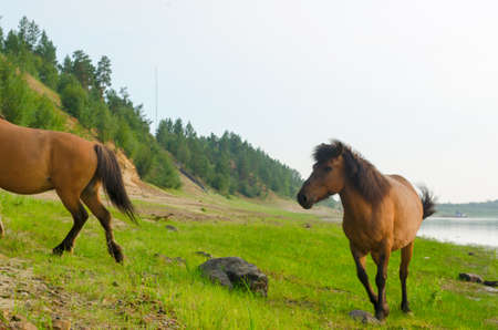 Two horses run by a stone on the Bank of the Northern river in Yakutia.の写真素材
