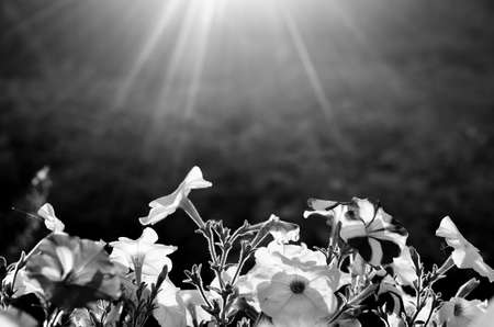 Black and white photo the sun's rays in a semicircle from above illuminate the bright buds of Petunia flowers on the background of a potato field at sunset in a village in the North of Yakutia.の写真素材