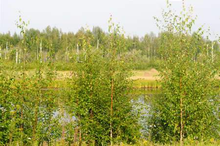 Haystacks stand through the branches of birch trees in the wild Yakut Northern wilderness in the forest in the autumn. The agriculture of the Northern peoples.の写真素材