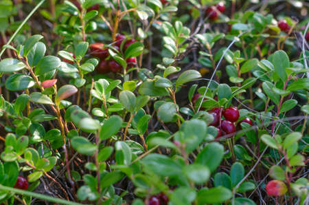 Wild cranberries grow on green bushes among the grass close-up in autumn.の写真素材