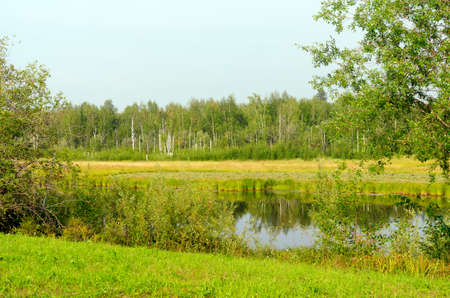 Wild pristine lake in the depths of the Northern taiga of Yakutia in the forest on a green field.の写真素材