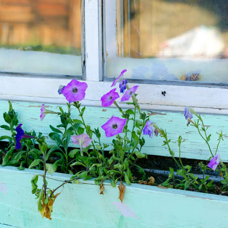 Lilac petunias bloom in a long wooden pot under the Windows with a reflection of the site in the North Yakut house.の写真素材