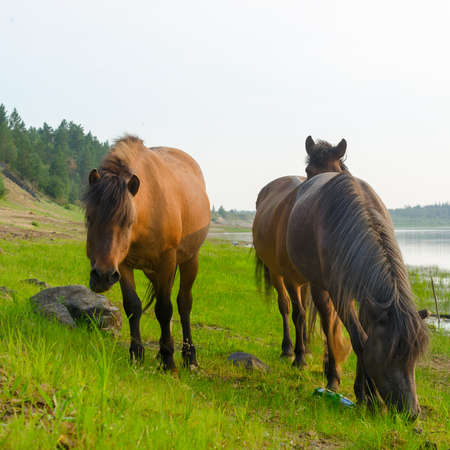 Three horses near the forest eating from the same places the green grass the stone on the North river in Yakutia.の写真素材