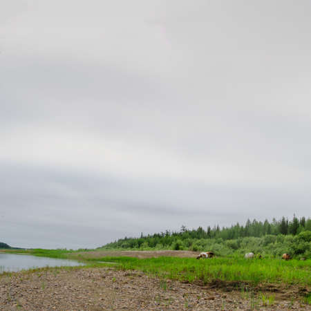 The Yakut horse herd eats grass on the Bank of the vilyu river among the stone Bank and the cliff from the taiga coniferous forest bright day under the gray sky.の写真素材