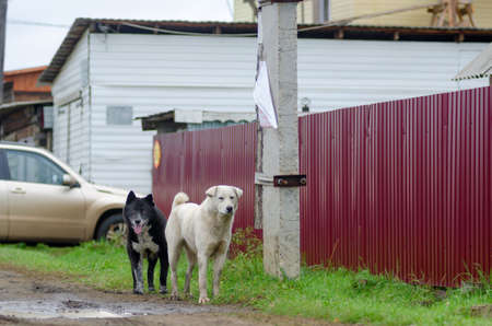 Two yard dogs black and white go on the Northern village road.の写真素材