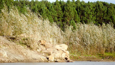Water North of the Yakut kempendyay river, the road with a pile of stones at the cliff and stripe small light the bushes in front of fir tundra.の写真素材