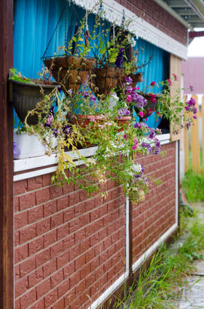 Raindrops fly on Petunia flowers hanging in pots in the street behind the veranda with artificial brick curtains in a private house in the village of Yakutia.の写真素材