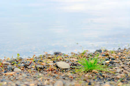 A lone tuft of wild green grass grows among the coastal pebbles on the background of the blurred river with the reflection of the sky.の写真素材