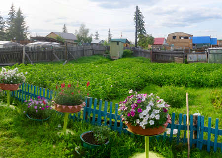 Petunia flowers in pots on a stand and on the ground bloom at the fence behind a potato field in the village of ulus of the wild North of Yakutia Suntar.の写真素材