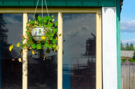 The flower pot is suspended on the roof of a private house on the background of the reflection in the window of the trees of the forest and residential area in the North of Yakutia.の写真素材