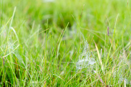 An insect with wings and large legs sits on the green grass among the white frost and dew on the web in autumn in the field of the forest of Yakutia.の写真素材