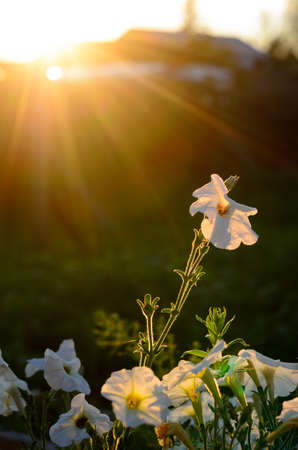 The sun's rays at sunset from behind the fence and the house fall on the flower bed with blooming buds of white petunias in a village in the North of Yakutia in summer.の写真素材