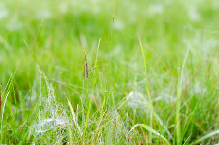 An insect with wings and big feet sits on the green grass among the white frost and dew on the web in autumn.の写真素材