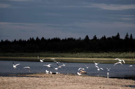 Part of a flock of wild Northern white birds seagulls flies waving their wings over the Bank of the river Viluy in Yakutia on the background of taiga coniferous forest on garbage.の写真素材