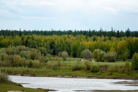 A herd of Yakut horses eats on a green field on the other side of a small river among the wild tundra spruce forest.の写真素材