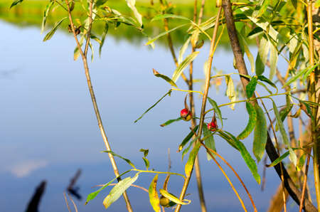 Cancer tumor from the Gallic mite on a leaf of a wild plant in the North of Yakutia.の写真素材
