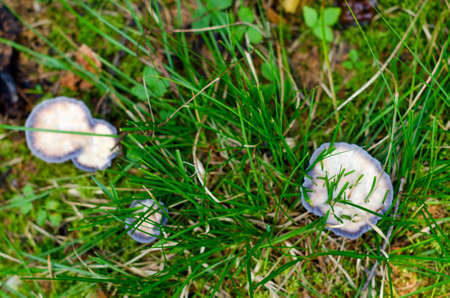 Green grass grows through old stale mushrooms covered with white mold in the tundra of Northern Yakutia.の写真素材