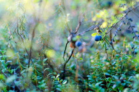 Juicy blue blueberries grow in the grass on the bushes in the tundra in the wild North of Yakutia.の写真素材