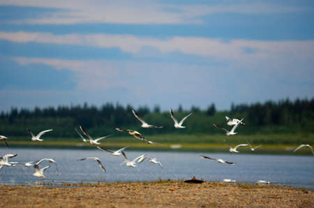 A flock of wild Northern white birds gulls flies waving wings over the Bank of the river with two empty bottles of vodka vilyu in Yakutia on the background of the taiga spruce forest under the blue sky and clouds.の写真素材