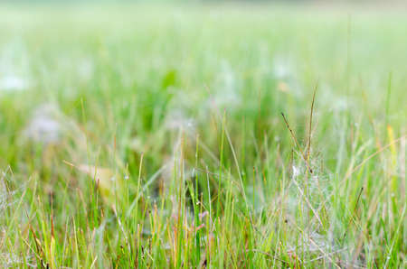 Rose with drops of frost fell on bundles of small webs in the green grass in the North of Yakutia.の写真素材