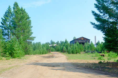 An abandoned large wooden hangar overgrown with young fir trees at the end of the road in the Northern village of Yakutia.の写真素材