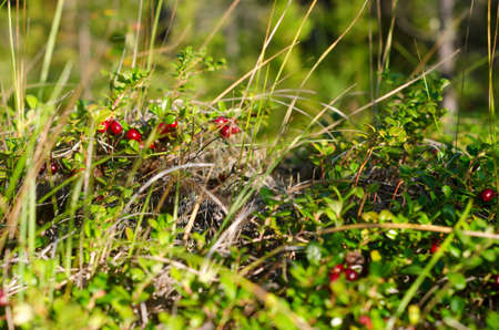 Wild cranberries grow among the grass in a clearing in the Northern forest, lit by sunlight.の写真素材