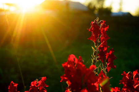 Bright rays of the setting sun at sunset illuminate the red flower buds Snapdragon in the garden area in the shade of grass.の写真素材