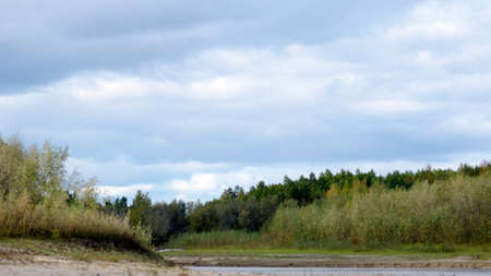 The tops of trees and shrubs in the shade during the day under the clouds near the sandy shore of a small river in the tundra of Northern Yakutia.の写真素材