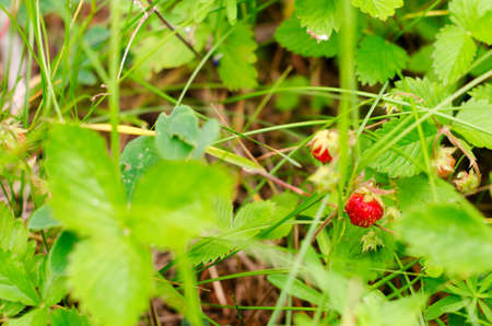 Berries of wild red Northern juicy and ripe strawberries grow on the background of grass grass in the field of Yakutia.の写真素材
