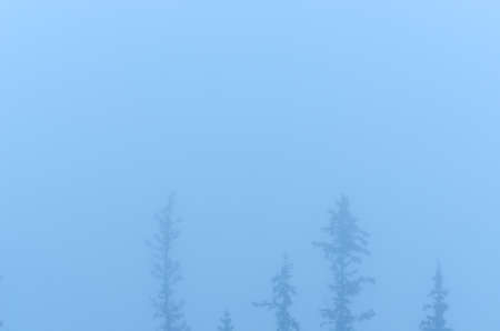 Misty haze blurs the silhouettes of thin tops of fir trees in the wild Northern forest.の写真素材