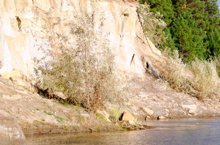 A Bush tree growing in the Northern Yakut kempendyay river under a clay cliff next to the pine trees.の写真素材